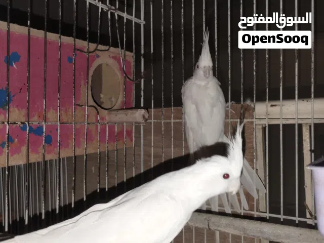 طير كوكتيل البينو ابيض ذكرين ونثيه