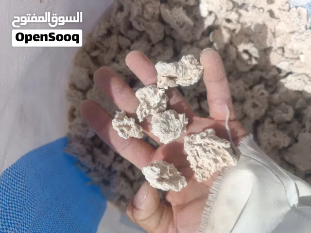 علف عجين ابل للبيع