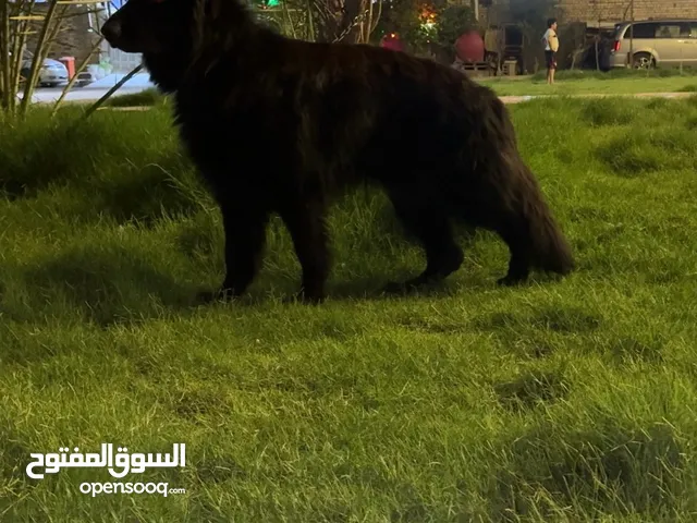 سلام عليكم