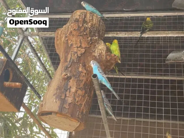 متوفر بادجي للبيع وجاوا الوصف مهم