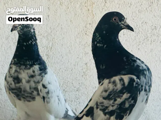 حمام باكستاني مستوى عالي  طيران وايت فوق بالساعات