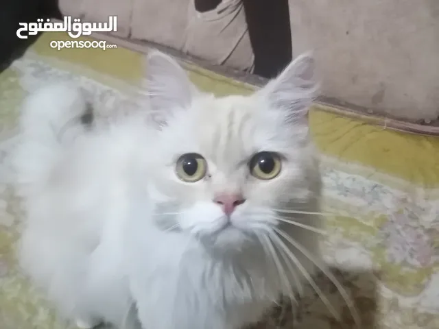 قطط شيرازي للبيع في العراق - قطط صغيرة وكبيرة بأفضل الأسعار