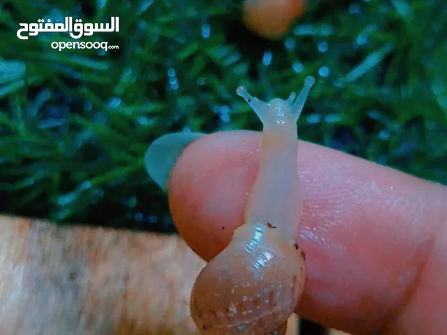 حلزونات برية أليفة لطيفة للبيع