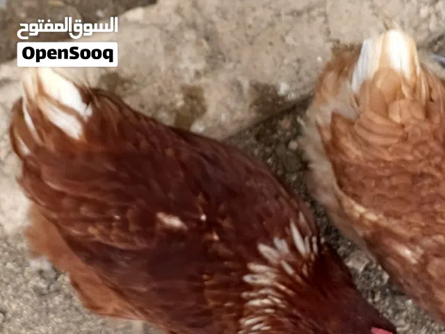 جاج براون احمر سوبر