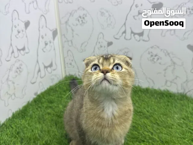 ذكر سكوتش فولد