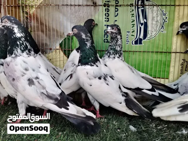 حمام بكستاني مطيار