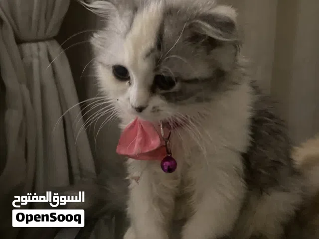 قطاوه للبيع ب 400