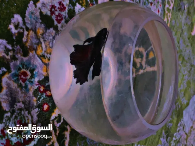 سمك فايتر اسود مائل الى الازرق و الاحمر و البنفسجي لا تشتري قبل ان تقرأ الوصف ملاحظه: