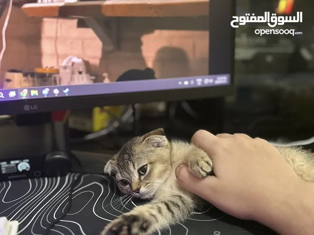 Scottish Fold cat