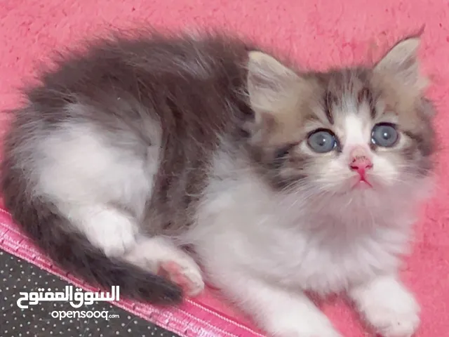 ذكر عمره شهرين فصيلته شيرازي