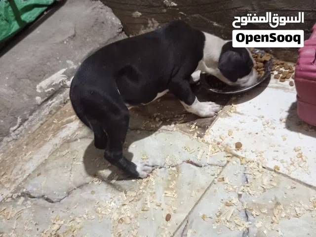 جرو بتبول للبيع