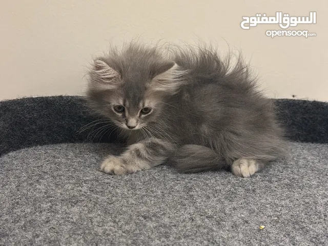 قطط همالايا وشيرازي للبيع مكة المكرمة
