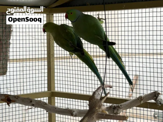 زوج دره هندي مع قفص