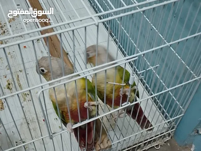 جوز كنيور منتج