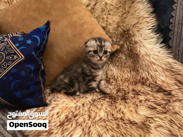 ذكر سكوتش فولد