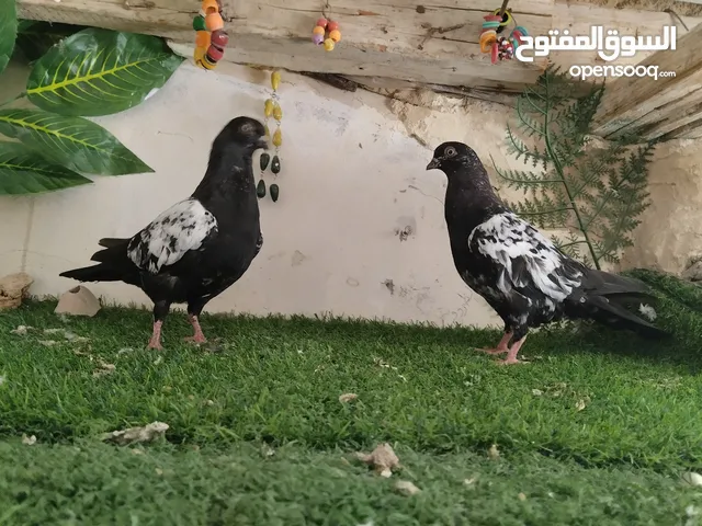 مخلفين مزهورات بفكو كتف بلاطة وفحل عمرى وبوز طيور حمام اربد