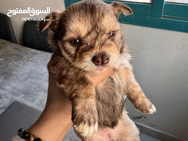 Maltese Puppies for sale