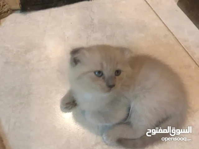 Scottish fold and hamalayan kittens