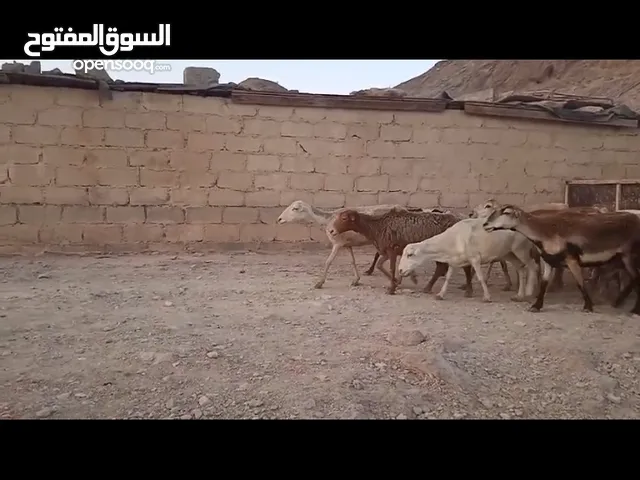 جعد يمنيات للبيع حلال طيب ماشاءالله حال ذبح أو تربيه