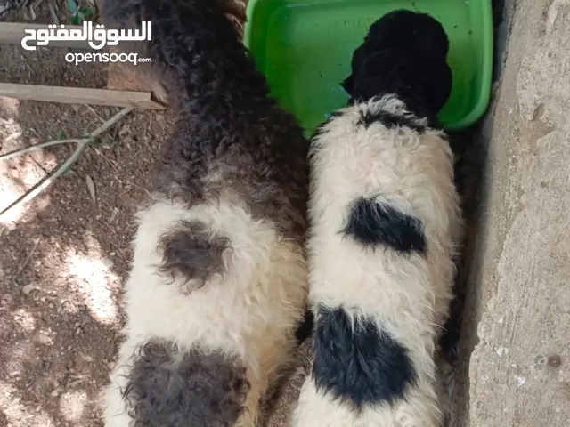 عبورتين  للبيع  عمر شهرين ماخذات مطعوم صحة ممتازة ، ما شاء الله