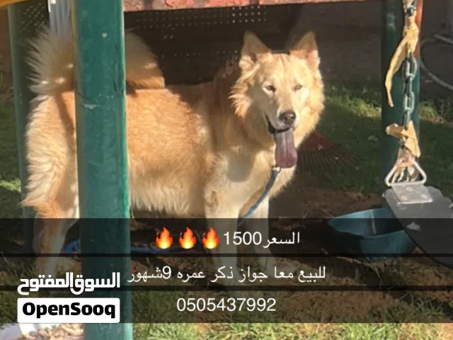 كلب وايت شيبرد
