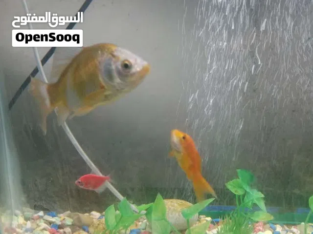 حوض سمك مع سمك جولد فيش للبيع
