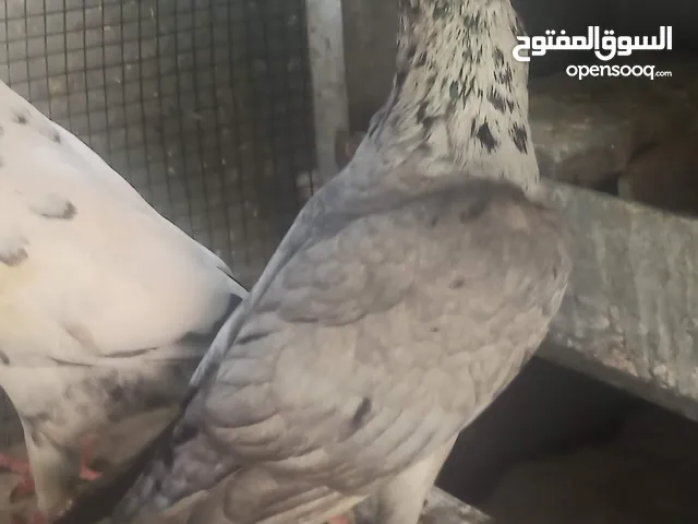 حمام سوري ريحاني وحمام هومر