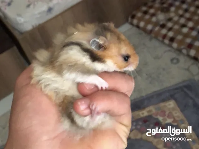 اخر هامستر وعليه عرض لو تلحك لو لا