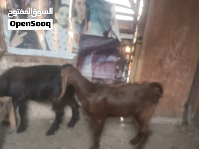 ماعز شامي للاضحيه