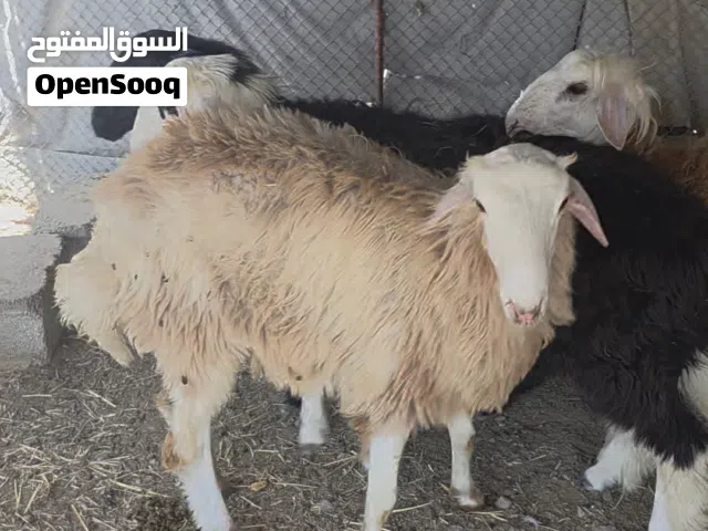 بسم الله الرحمن الرحيم