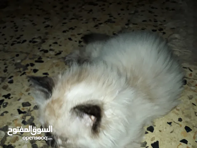 خمس قطط سيبيرى
