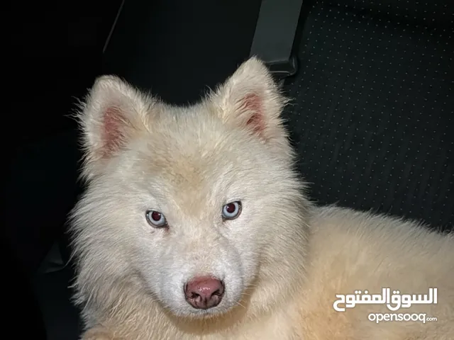 جلب هاسكي