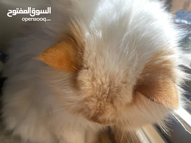 بسم الله ما شاء الله متاح ذكر هيمالايا اورنج تفرجانيه للبيع بسبب التزاوج كثير لعوب وهادي اقرا الوصف