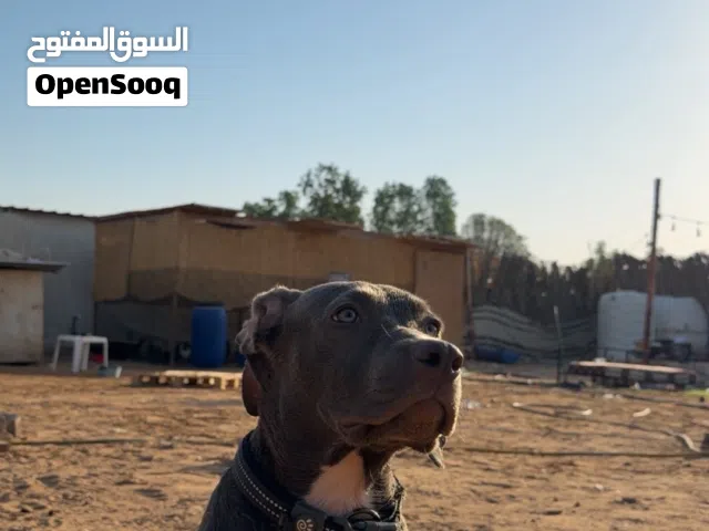 بولي نثيه عمرها5شهور