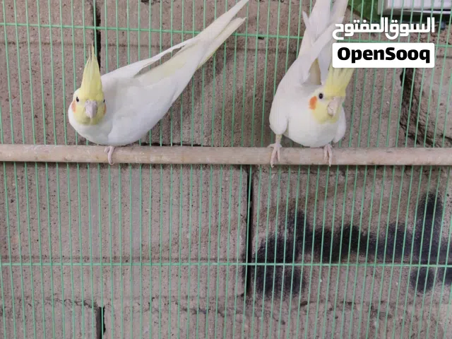 زوج كوكتيل امايات