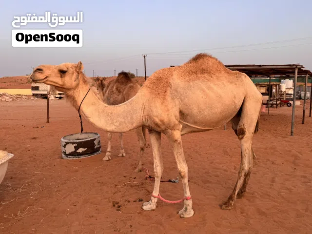 3 نوقة بكه و قعود