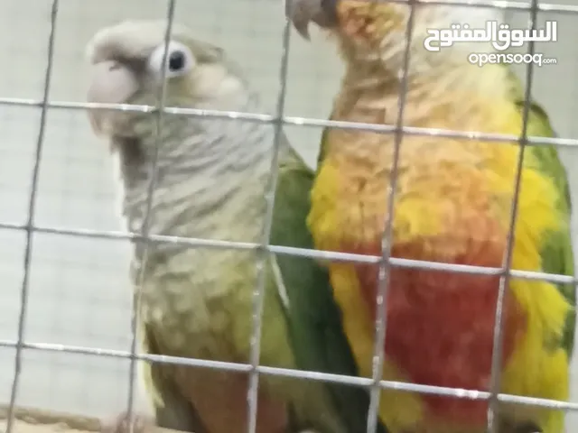 جوز جرين شيك كنيور