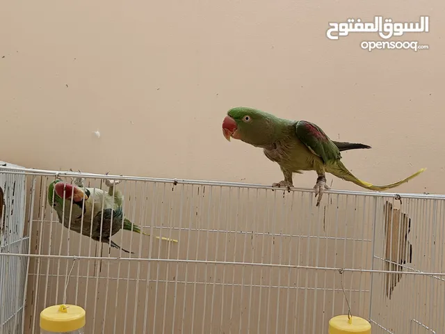 للبيع زوج درة نيبالي منتج