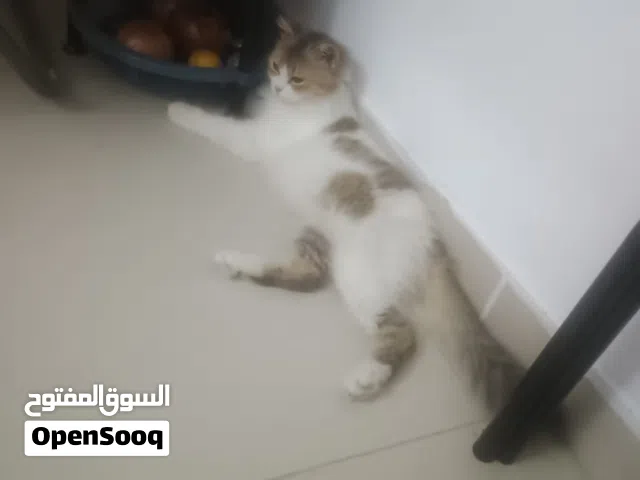 Persian cat white n brown chubby looks friendly and playful