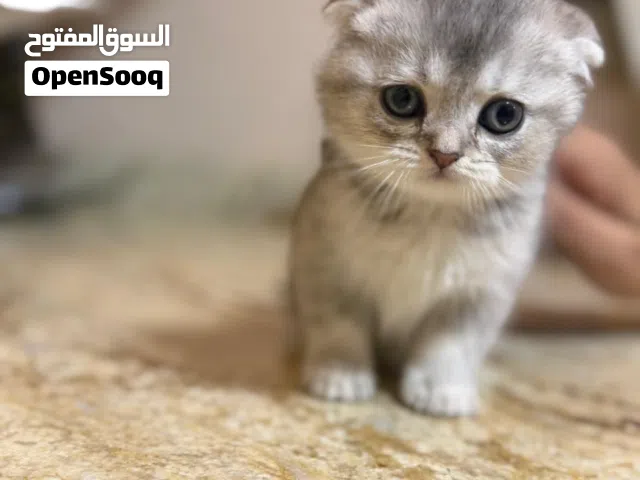 قططان سكتش فولد سلفر للبيع العمر 50 يوم