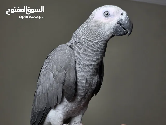 ببغاء زنجباري