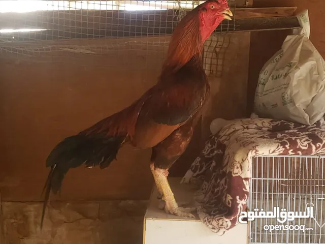 Pakistani mianwali aseel