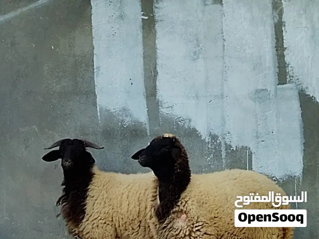 فطيمه وخروف العمر7شهور سمان مشاء الله طرابلس الفرناج