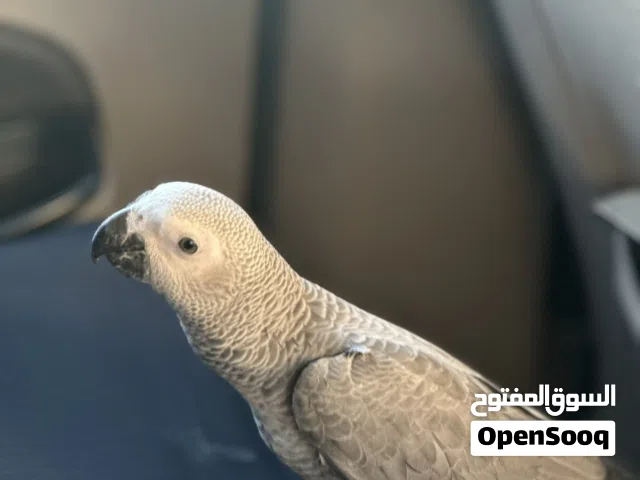 كاسكو طفرهه جينيه نادر