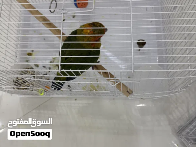 صن كنيور هدد المكان كلباء