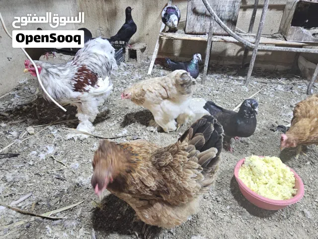 دجاج براهما وصوصان لوهمان براون البزره الاصليه للبيع