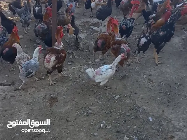 دجاج بلدي 450