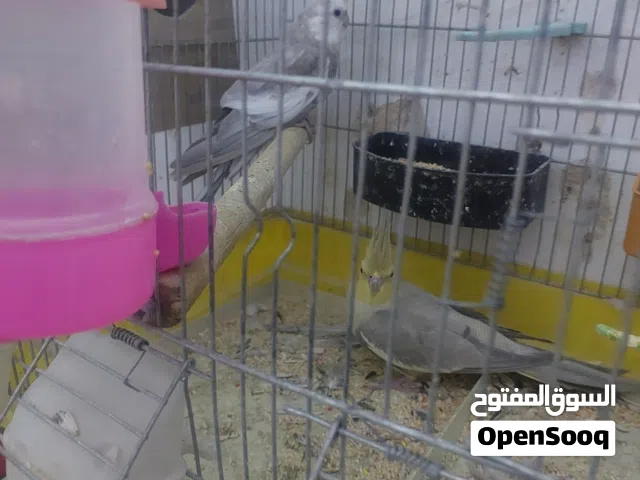 جوز كوكتيل للون مميز وايت فيس شغلات وجوز حب تحتيه بيضتين وجوز روز للبيع