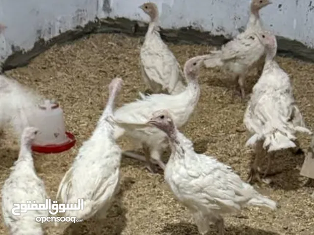 حبش هولندي الاصلي عمر 3 أشهر و12 يوم