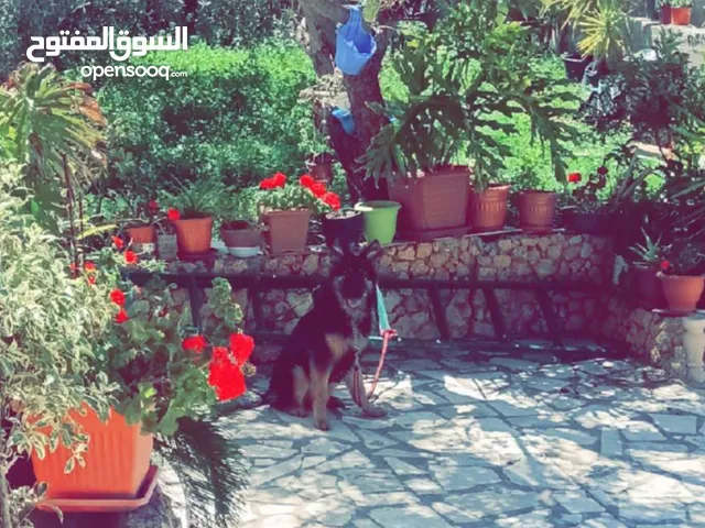 جيرمن شيبرد لونج هير عضم عريض